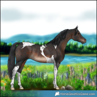 Horse Color:Brown Tobiano Rabicano 