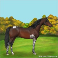 Horse Color:Bay Tobiano 