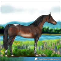 Horse Color:Brown Tobiano Rabicano