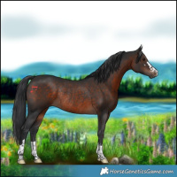 Horse Color:Brown Rabicano 