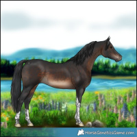 Horse Color:Brown Tobiano Rabicano 