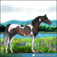 Horse Color:Brown Tobiano Rabicano 