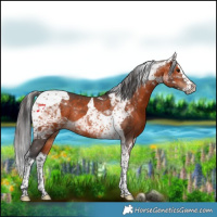 Horse Color:Brown Splash Tobiano Rabicano 