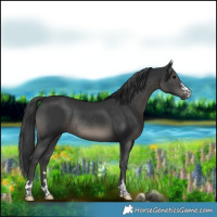 Horse Color:Black Rabicano 