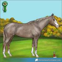 Horse Color:Chocolate Palomino Appaloosa 