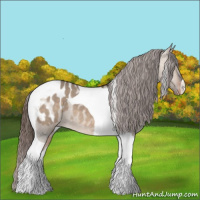 Horse Color:Bay Dun Tobiano Appaloosa 