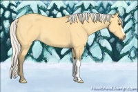 Horse Color:Silver Buckskin Dun 