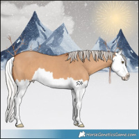 Horse Color:Silver Bay Dun Splash 
