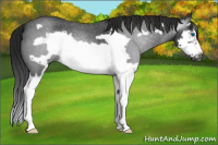 Horse Color:Gray Blue Roan Splash Frame 
