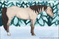 Horse Color:Amber Champagne Roan Dun 