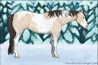 Horse Color:Amber Champagne Roan Dun Splash Tobiano 
