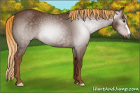 Horse Color:Gray Chestnut 