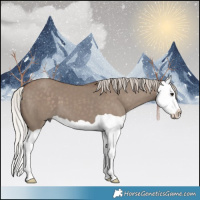 Horse Color:Silver Grullo Splash