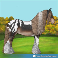 Horse Color:Liver Chestnut Tobiano Appaloosa 