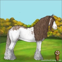 Horse Color:Liver Chestnut Splash Appaloosa  and Liver Red Dun Splash 