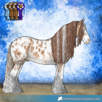 Horse Color:White Spotted Chocolate Palomino Splash Tobiano Blanket  and White Spotted Red Dun Splash Near Leopard 