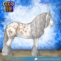 Horse Color:White Spotted Chocolate Palomino Splash Tobiano Appaloosa and White Spotted Red Dun Splash Appaloosa