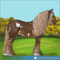 Horse Color:White Spotted Chocolate Palomino 