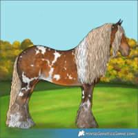 Horse Color:White Spotted Chocolate Palomino