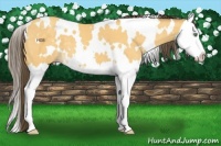 Horse Color:White Spotted Amber Cream Champagne Splash