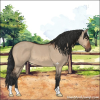 Horse Color:Bay Dun 