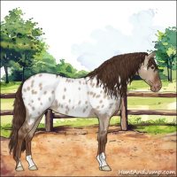 Horse Color:Liver Red Dun Appaloosa 