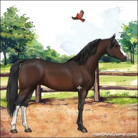 Horse Color:Brown 