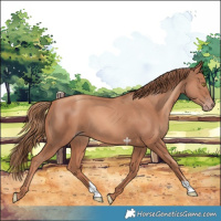 Horse Color:Gold Champagne 