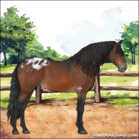 Horse Color:Bay Appaloosa 