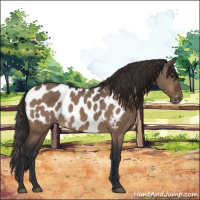 Horse Color:Brown Dun Appaloosa 