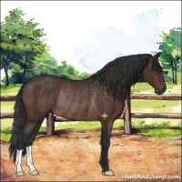 Horse Color:Bay Rabicano 