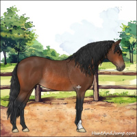 Horse Color:Bay Rabicano 