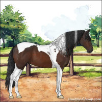 Horse Color:Brown Tobiano 
