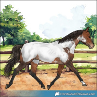 Horse Color:Bay Appaloosa 