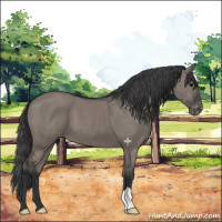 Horse Color:Grullo Appaloosa 