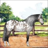 Horse Color:Gray Brown Dun Appaloosa 