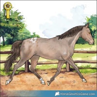 Horse Color:Amber Champagne Appaloosa 