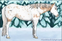 Horse Color:White Spotted Silver Amber Champagne Splash Appaloosa 