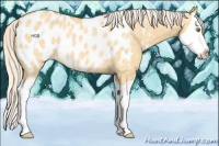 Horse Color:Silver Buckskin Ice Dun Sabino Splash Appaloosa Rabicano 