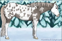 Horse Color:Silver Black Sabino Splash Appaloosa Rabicano 