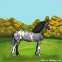 Horse Color:White Spotted Brown Roan Appaloosa Rabicano 