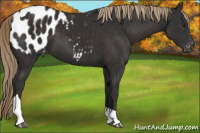 Horse Color:Liver Chestnut Tobiano Appaloosa