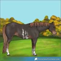 Horse Color:Liver Chestnut Sabino