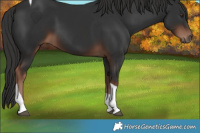 Horse Color:Liver Chestnut Tobiano 