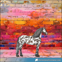 Horse Color:Brown Dun Appaloosa 