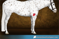 Horse Color:Silver Black Near Leopard 