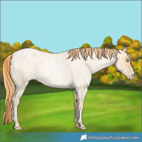 Horse Color:Buckskin Roan Pearl  and Buckskin Roan Pearl 