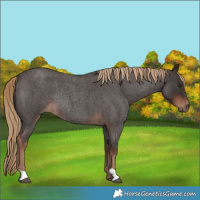 Horse Color:Liver Red Roan Rabicano 
