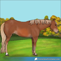 Horse Color:Chestnut 