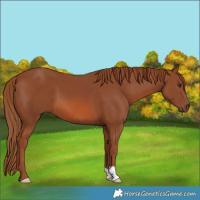 Horse Color:Chestnut 